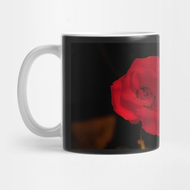 Dark red rose blossom by kall3bu